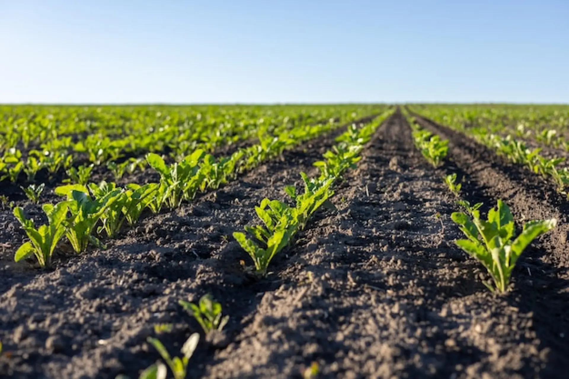 Useful Across Many Industries - Drones For Surveying